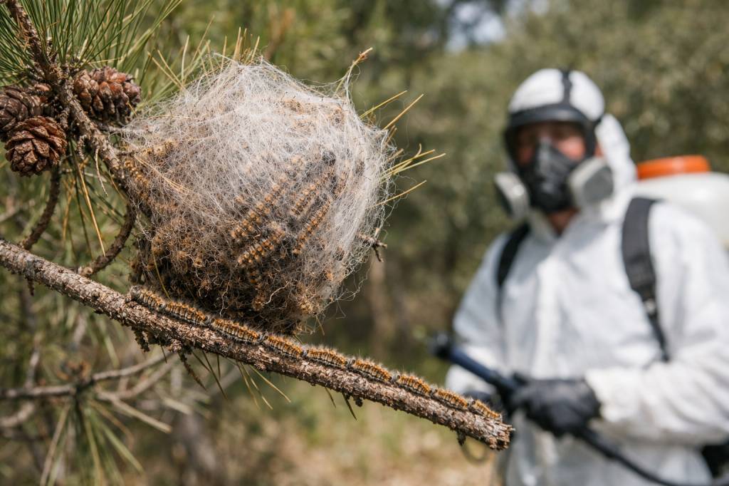 Chenilles processionnaires Brignais : diagnostic, traitement des nids et suivi par un expert