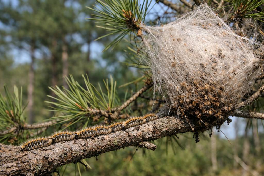 Chenilles processionnaires Jonage : quels traitements recommander pour les pins de votre propriété