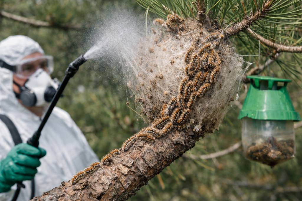 Chenilles processionnaires Décines-Charpieu : protocole complet de traitement des arbres infestés