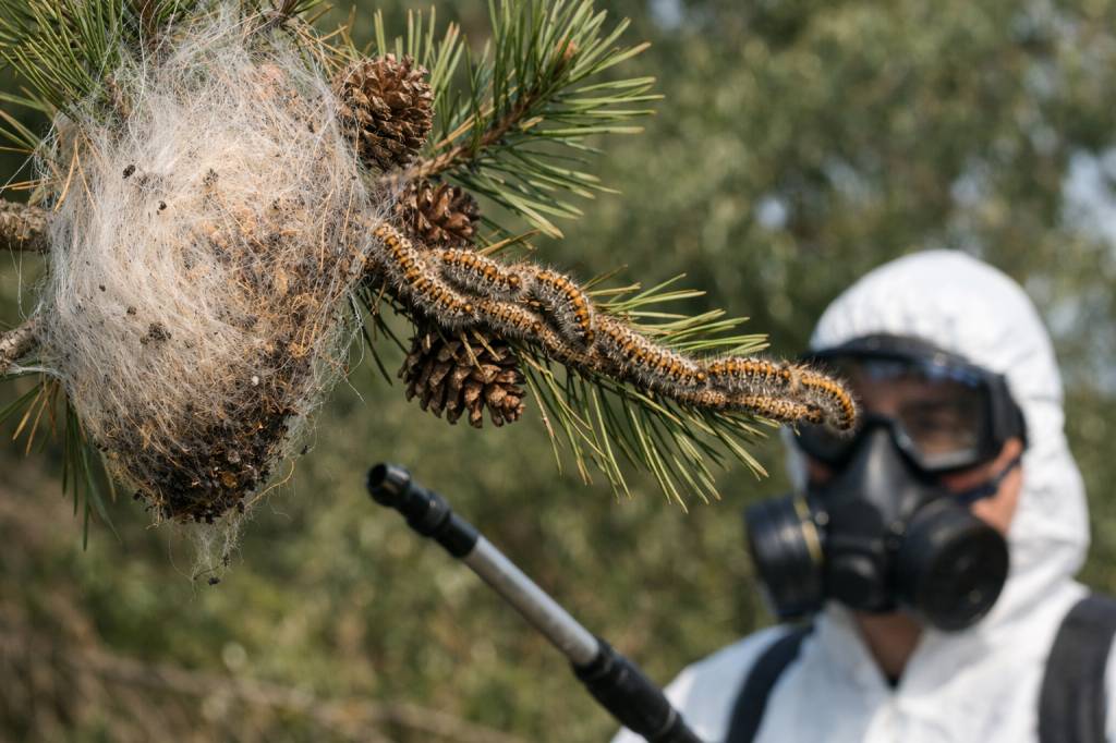 Chenilles processionnaires Corbas : pourquoi faire appel à un spécialiste agréé