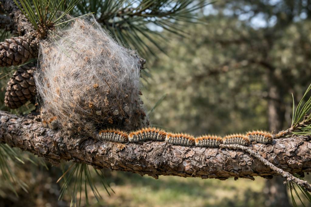 Chenilles processionnaires Saint-Genis-Laval : diagnostic sanitaire de vos arbres et traitements adaptés