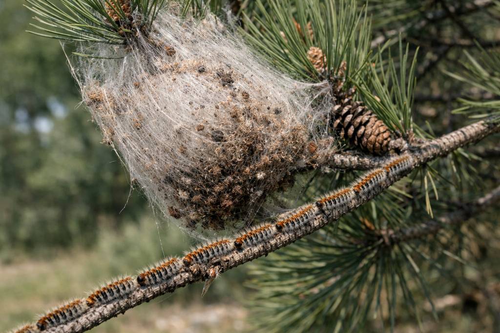 Chenilles processionnaires Tassin-la-Demi-Lune : quel prestataire choisir pour une intervention fiable