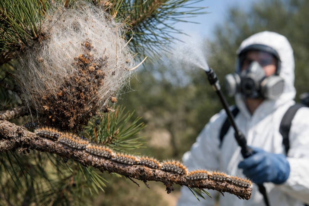 Chenilles processionnaires Saint-Priest : guide pratique pour choisir un professionnel qualifié