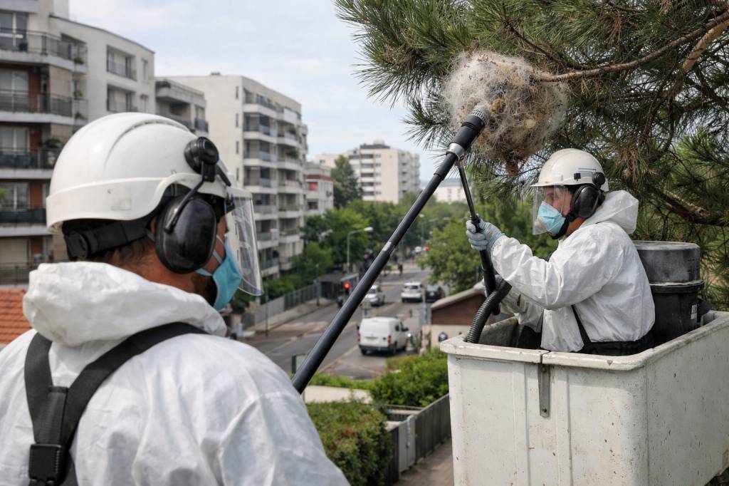 Chenilles processionnaires Oullins-Pierre-Bénite : interventions coordonnées en milieu urbain dense