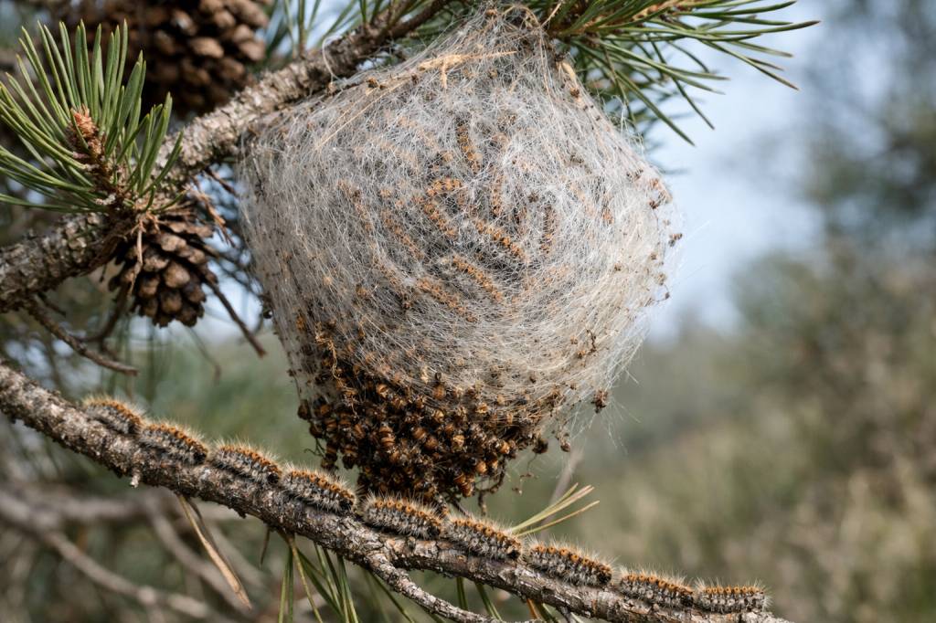 Chenilles processionnaires Champagne-au-Mont-d'Or : reconnaître un nid et organiser un traitement adapté