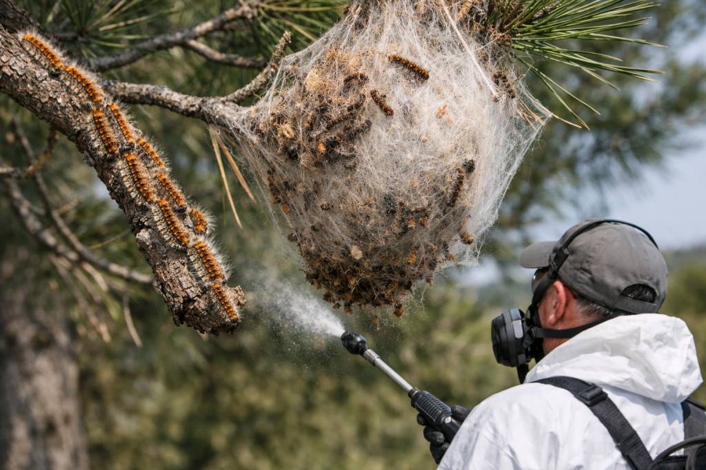 Chenilles processionnaires Caluire-et-Cuire : intervention rapide et sécurisée sur les pins et cèdres
