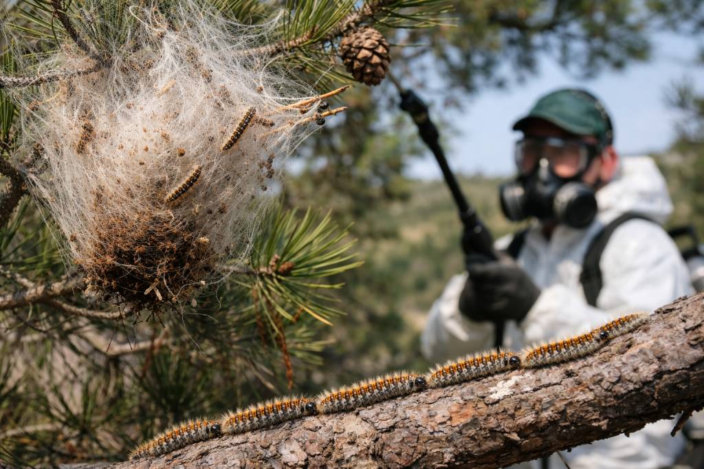 Chenilles processionnaires Saint-Fons : étapes clés d’un diagnostic et d’un traitement réussis