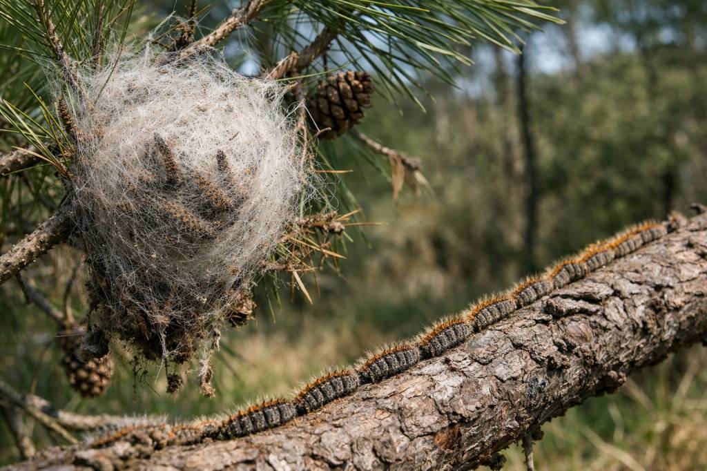 Chenilles processionnaires Quincieux : limiter l’extension de la colonie sur votre parcelle