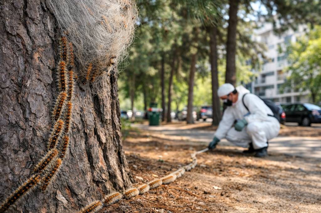 Chenilles processionnaires Vaulx-en-Velin : interventions spécialisées en milieu urbain densément boisé