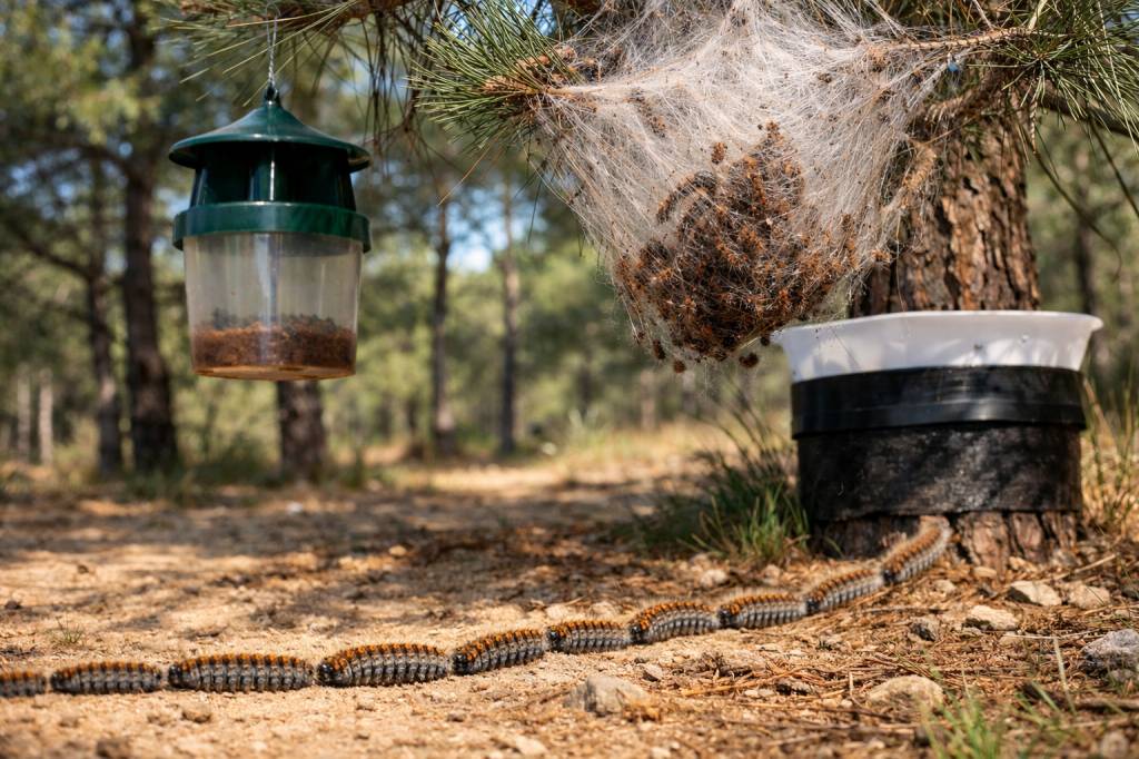 Chenilles processionnaires Limonest : surveillance, piégeage et élimination des nids