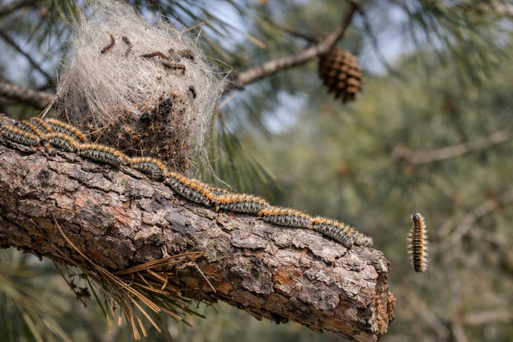 Chenilles processionnaires Écully : comprendre le cycle de vie pour mieux organiser la lutte