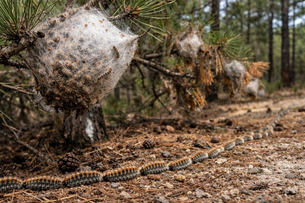 Chenilles processionnaires Craponne : signes d’infestation, dégâts sur les pins et solutions