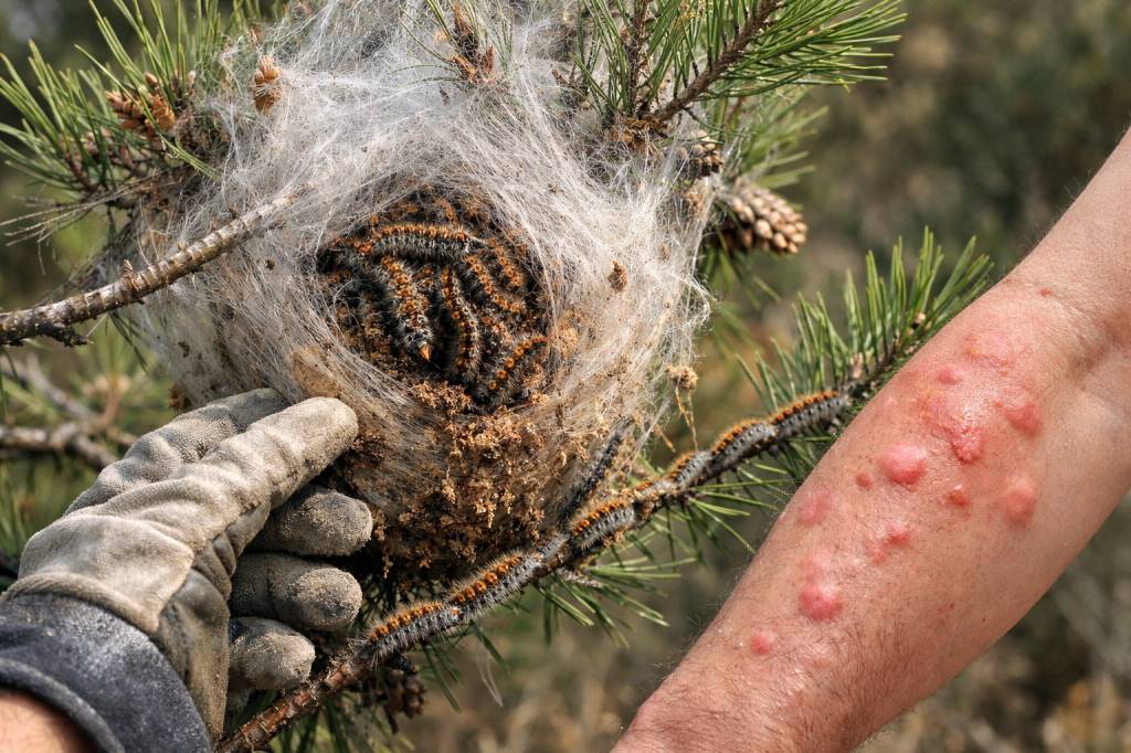 Chenilles processionnaires Mions : pourquoi ne jamais intervenir seul sur un nid