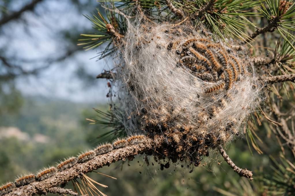 Chenilles processionnaires Saint-Didier-au-Mont-d'Or : pourquoi ne pas intervenir soi-même sur les nids