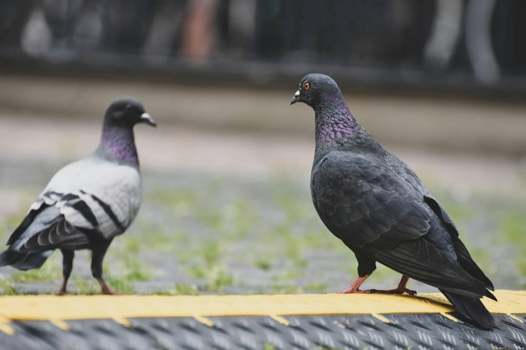 Comment protéger durablement votre bâtiment à Villeurbanne contre les pigeons