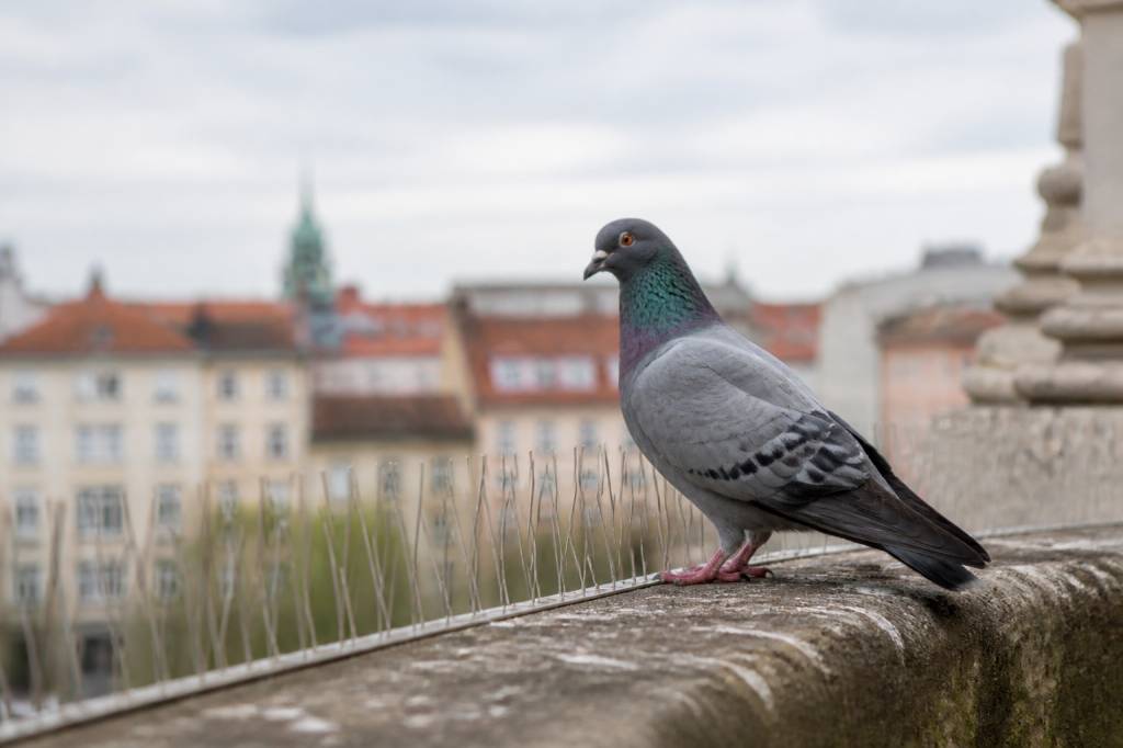 Les erreurs à éviter pour se débarrasser des pigeons à lyon