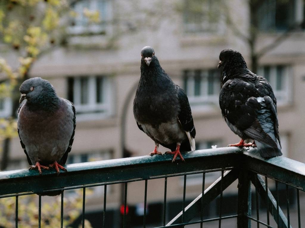 Tout savoir sur le dépigeonnage à paris pour protéger vos bâtiments