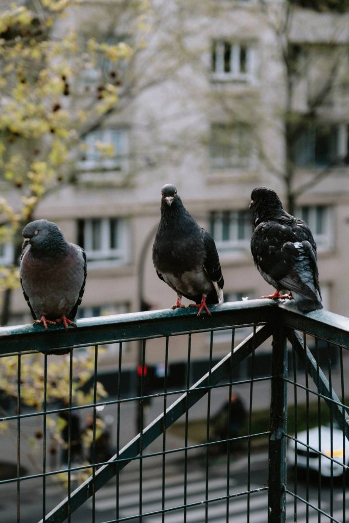 Tout savoir sur le dépigeonnage à paris pour protéger vos bâtiments