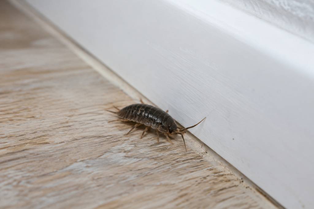 Cloporte maison : comment s’en débarrasser durablement ?